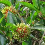 Cephalanthus natalensis Цветок