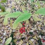 Berberis vulgarisFruit