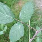 Rubus ulmifoliusഇല