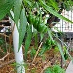 Solanum aviculare 果實