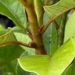 Magnolia champaca Folha