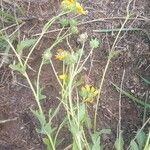 Engelmannia peristenia Flower