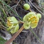 Pyrola chlorantha Flor
