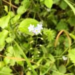 Myosotis sylvaticaFlower