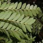 Dilodendron costaricense Leaf