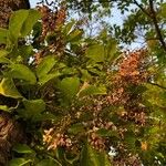 Pongamia pinnata Floare
