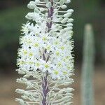 Drimia numidica Flower