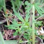 Potentilla argentea Leaf