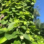 Aristolochia tomentosa Leaf