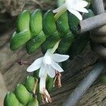 Angraecum distichum Çiçek