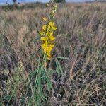 Crotalaria brevidens Hoja
