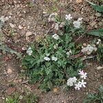 Lomatium nevadense عادت