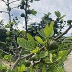 Ficus palmata Blad