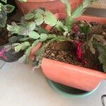 Schlumbergera bridgesii Flor