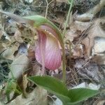 Cypripedium acaule Blomma