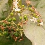 Ehretia amoena Fruto