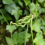 Hippocrepis scorpioides Fruit