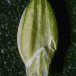 Setaria viridis Fruto