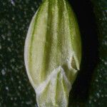 Setaria viridis Fruit