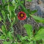 Gaillardia amblyodon Frunză