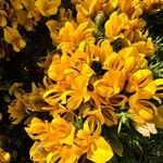 Ulex gallii Flower