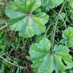 Malva setigera Blad