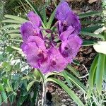 Guarianthe skinneri ശീലം