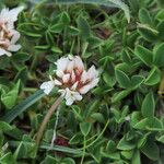 Trifolium thalii ফুল