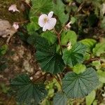 Begonia fischeri Агульны выгляд