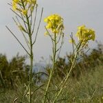 Erysimum montosicola Alia