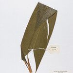 Geonoma leptospadix Hoja