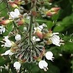 Circaea lutetiana Blomma