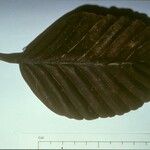 Dipterocarpus costulatus Leaf