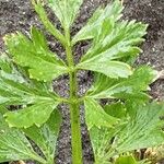 Apium graveolens Leaf