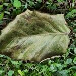 Coccoloba caracasana Hoja