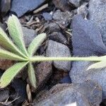 Potentilla nivalis Levél