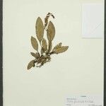 Stelis ciliaris Otro