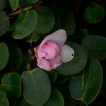 Rhododendron williamsianum Fleur
