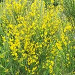 Genista cinerea Flower