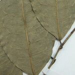 Mabea speciosa Otro