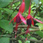 Fuchsia x exoniensis Blodyn