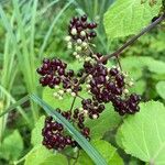 Aralia racemosa Levél