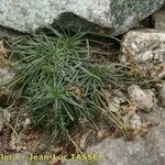 Plantago sarda عادت