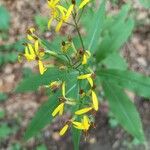 Senecio ovatusFlor