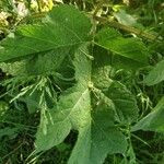 Heracleum sibiricum Frunză