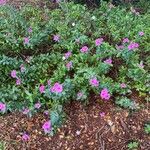 Catharanthus roseusFlower