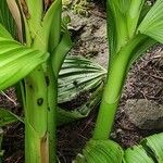 Veratrum nigrum Kabuk