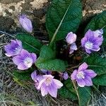 Mandragora officinarum Blodyn