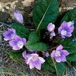 Mandragora officinarum Квітка