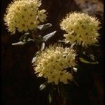 Rhododendron columbianum Flor